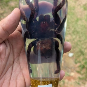 May include: A clear, teardrop-shaped resin gear shift knob containing a dark brown, hairy tarantula specimen. The base of the knob features a band of gold glitter and a small white rectangular label with the black printed text VS9.