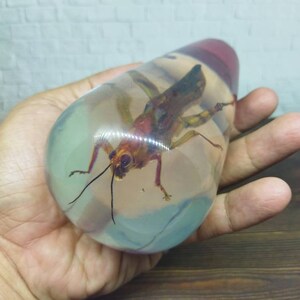 Shifter Insect Underwater REAL Insect Grasshopper Gear Shift Shifter Knob From Acrilyc ...