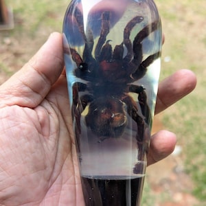 May include: A gear shift knob featuring a dark brown tarantula specimen preserved inside a clear, teardrop-shaped resin casing. The base of the knob is solid black with a metallic silver attachment point at the bottom for installation in a vehicle.