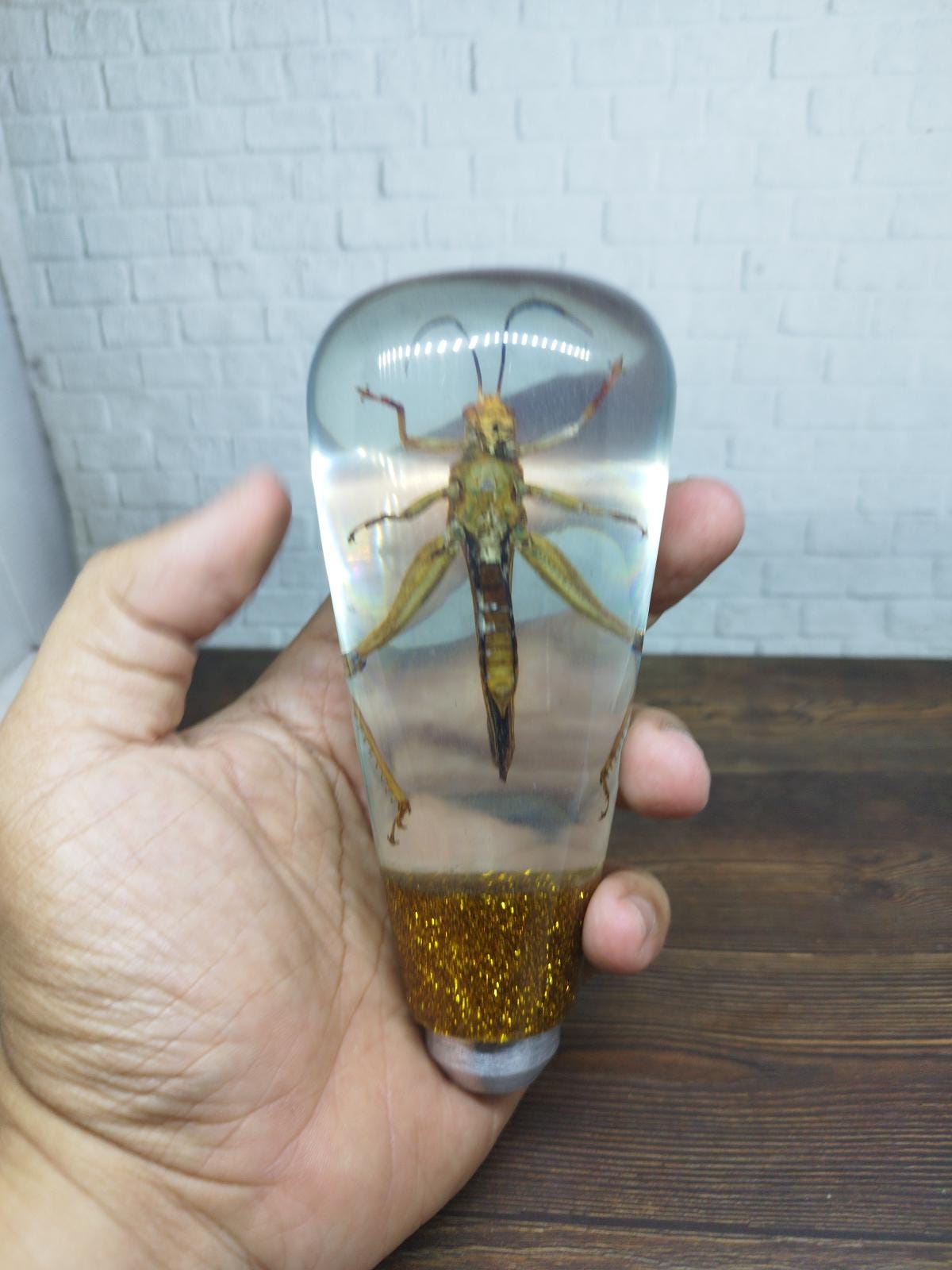 Shifter Insect Underwater REAL Insect Grasshopper Gear Shift Shifter Knob From Acrilyc ...