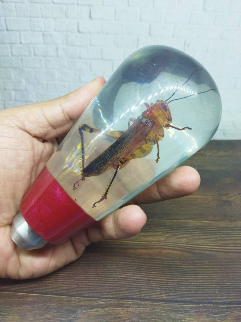 Shifter Insect Underwater REAL Insect Grasshopper Gear Shift Shifter Knob | Etsy