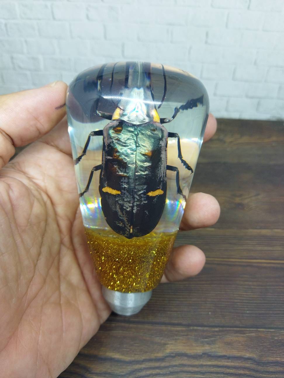 Shifter Insect Underwater REAL Insect Devil Beetle Grasshopper Gear Shift Shifter Knob ...