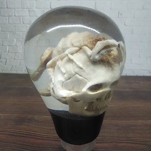 Op de afbeelding: Een transparante hars schakelknop met een menselijke schedel erin. De schedel is wit met zichtbare tanden en is zo gepositioneerd dat de schedeltop naar de kijker is gericht.