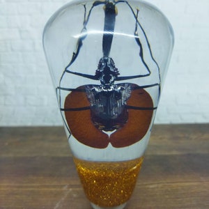 Op de afbeelding: Een transparante glazen briefgewicht met een zwarte kever ingekapseld in hars. De kever heeft lange poten en een bruin lichaam. De onderkant van het briefgewicht is bedekt met gouden glitter.