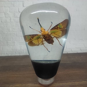 Könnte beinhalten: Ein klarer, tropfenförmiger Papierbeschwerer aus Harz, der ein konserviertes Insekt umschließt. Das Insekt hat gelbe und braune Flügel mit grünen Akzenten. Der Sockel des Papierbeschwerers ist schwarz und steht auf einem silberfarbenen Sockel.