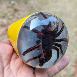 Puede incluir: Un pisapapeles de resina transparente en forma de cúpula que contiene una tarántula de color marrón oscuro preservada con patas largas y peludas. La base del objeto es de un color amarillo brillante sólido, creando un contraste marcado.