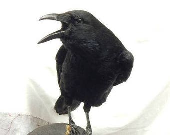 Taxider!   my Bird Etsy - taxidermy crow on a ram skull the crow will be !   very similar made to order all my listings if you ask i can do as custom