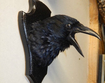 Taxidermy crow head on shield-shield will be black but different shape