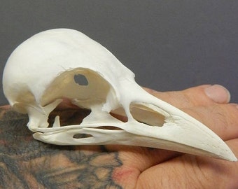 sale real crow skull , real skull , Taxidermy  - Corvus corrone, beetle cleaned,  this skull is Clean no smells, ready now