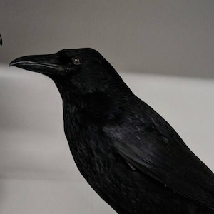 May include: A taxidermied black crow perched atop a white skull. The skull rests on a closed, brown book, all mounted on a black oval base. The crow's feathers are glossy, and its beak is prominent.