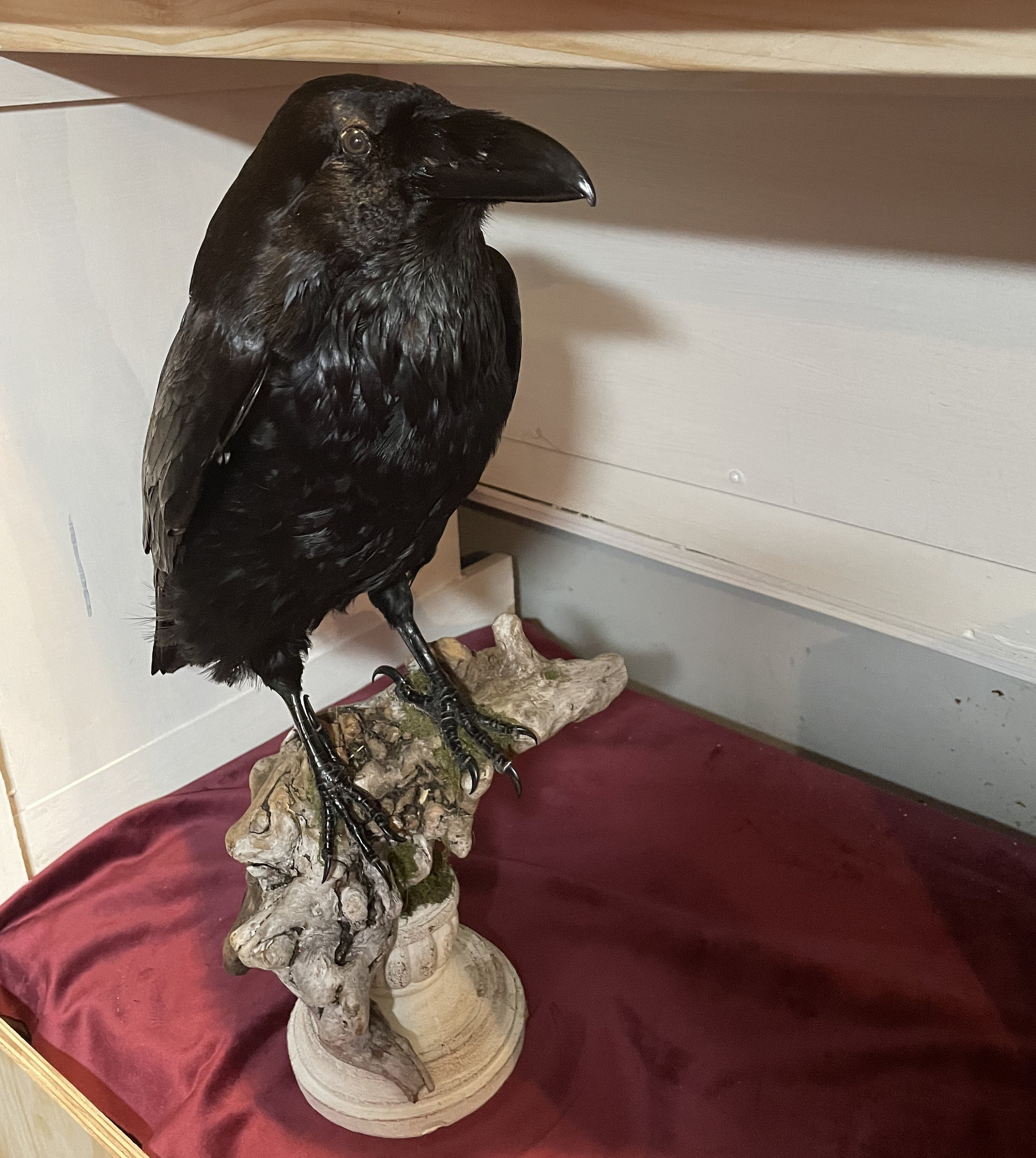 turquoise octopus squishmallow