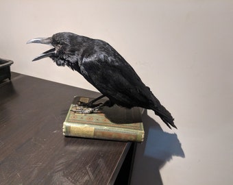 For Eric only !!!!Taxidermy Crow , Sale price  limited time only(European crow ) real crow taxidermy, bird taxidermy