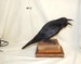 Taxidermy crow -with 3 x  books - Raven family' Others can copy but it won't be the same' 