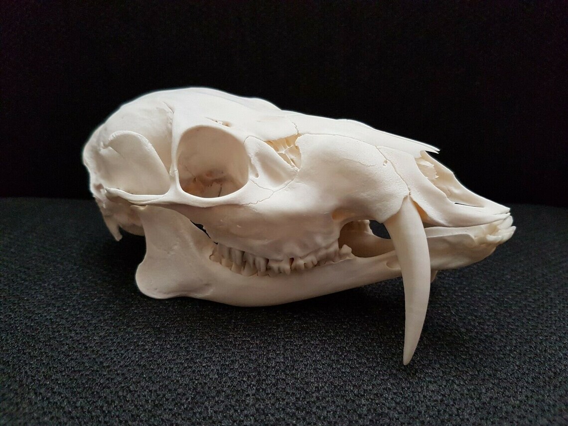 Sale Price Taxidermy Chinese Water Deer Skull Male Big Etsy