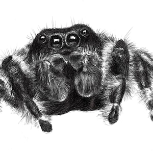 Original Art Print, &quot;Scurry&quot; (4&quot;x6&quot;, 5&quot;x7&quot; and 8&quot;x10&quot; sizes available)