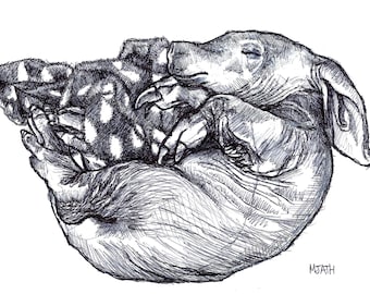 Original Art Print, "Aardvark Snoozing" (4"x6", 5"x7", 8"x10" and "A4" sizes available)