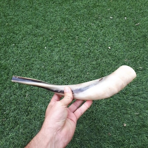 Shofar Widderhorn Trompete aus Israel Poliert Koscher Tradititional Jüdisch Jüdisch 12-14 Zoll