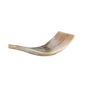 Widderhorn Shofar Trompete aus Israel poliert Kosher traditionell gestimmt mit großartigem Klang 10 &quot;-12&quot;