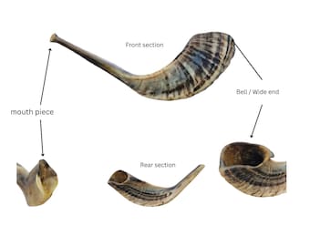 Jewish Ram Horn Shofar, Made in Israel (12-14 Inch) FAST USA SHIPMENT