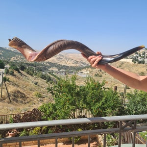 XX Großes Jüdisches Shofar Kudu Horn 110-115 cm ( 43-46 Zoll) Zur Hälfte poliert, zur Hälfte natürlich - Schöner Klang