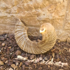 große Widderhorn Shofar Trompete aus Israel Natural 58-58 cm, mit tiefen Klang