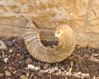 large Ram Horn Shofar Trumpet from Israel Natural 19-22 Inch, Deep Sound