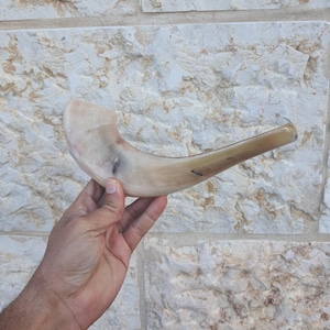 Widderhorn Shofar Trompete aus Israel Poliert Kosher Tradititional gestimmt mit großartigem Klang 12-14 Zoll
