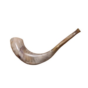 Widderhorn Shofar Trompete aus Israel Poliertes Kosher Traditonaler Shofar mit Großartigem Klang 15-16 Zoll