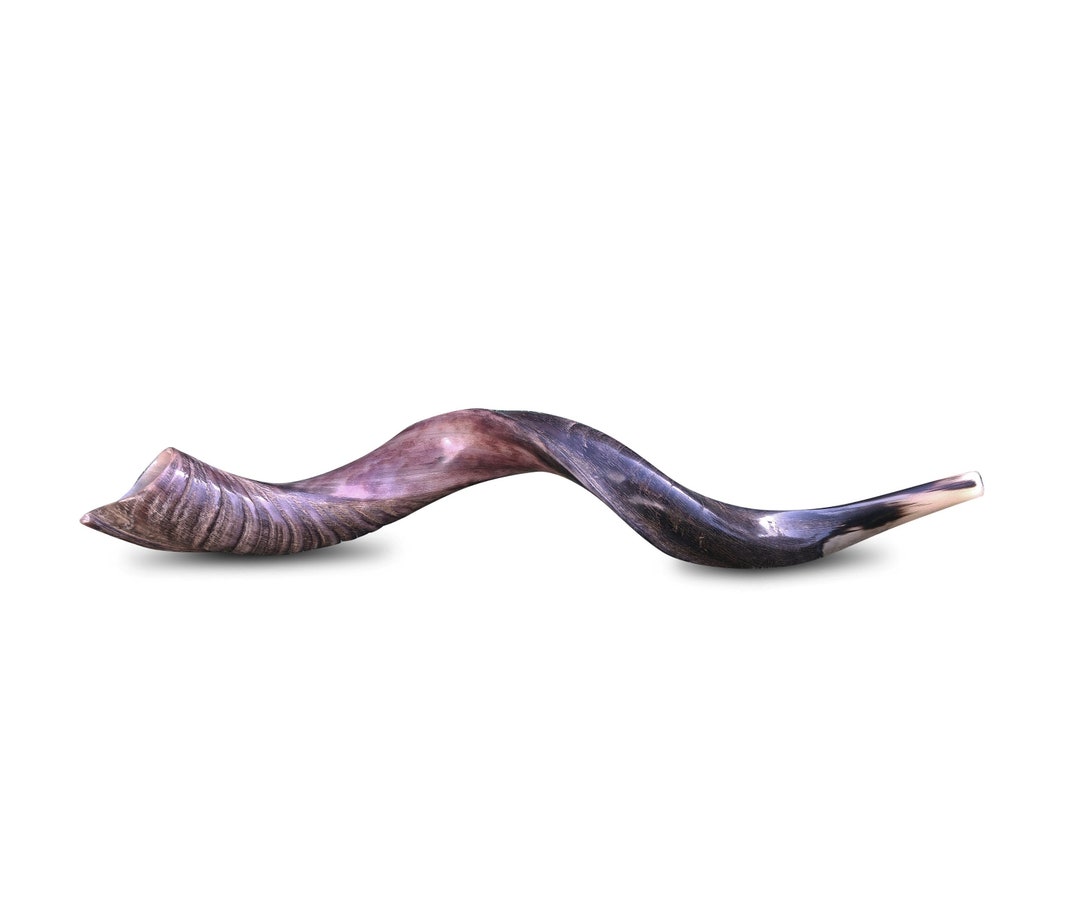 Jesish Instruments Yemenite Kudu Horn Shofar, Jewish Instrument (24-28 Inches) - Etsy