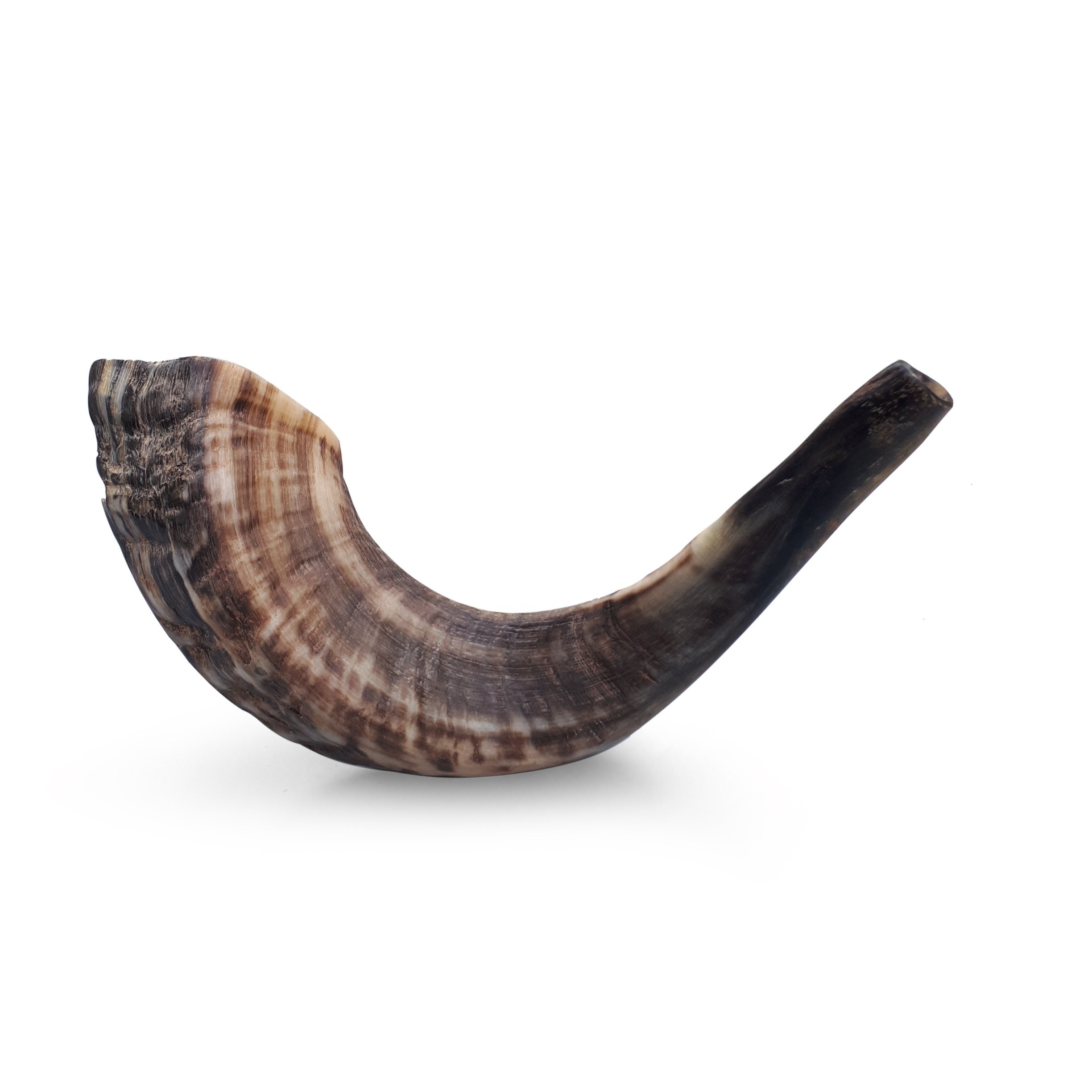 Jewish Ram Horn Shofar, Made in Israel (12-14 Inch) FAST USA SHIPMENT ...