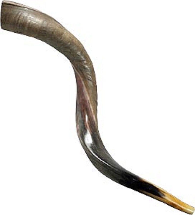 Jewish Shofar Kudu Horn 6070 Cm 24 Inch 28 Inch Etsy