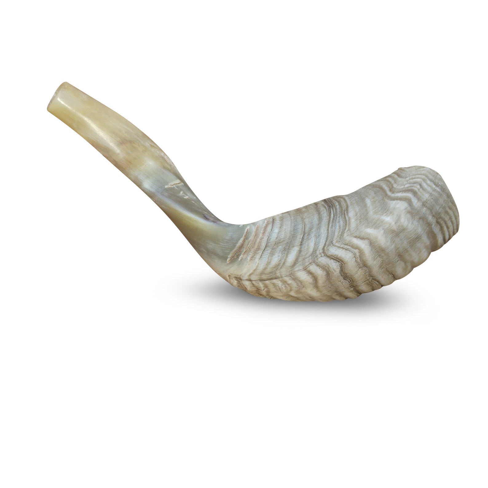 Jewish Shofar Ram Horn 1214 Inch Etsy