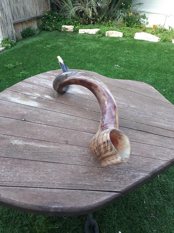 Big Size Shofar Kudu Horn 100104 Cm Half Polish Etsy