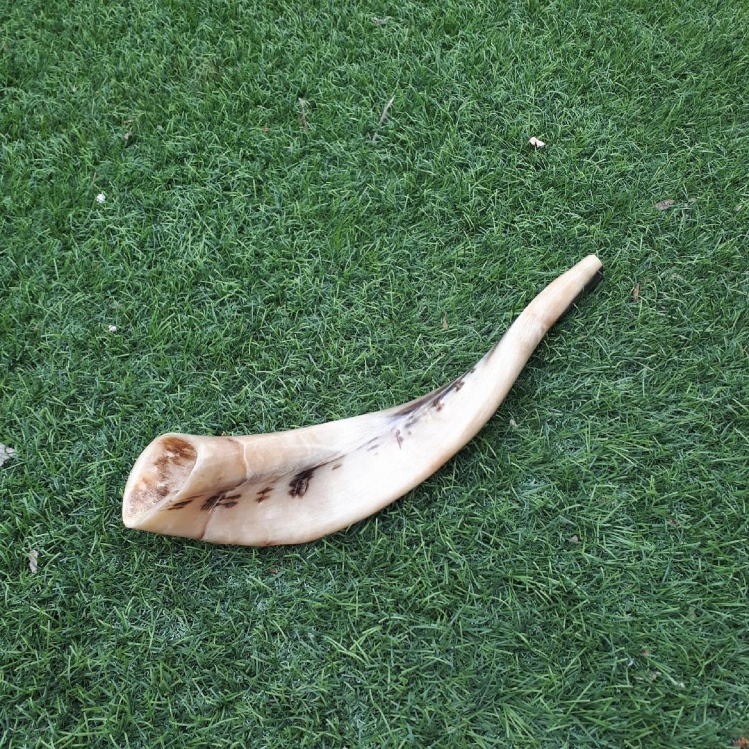 Ram Horn Shofar Trumpet From Israel Full Polished Etsy