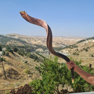 Huge Jewish Shofar Kudu Horn 128 Cm / 50 Inch half polished half natural Beautiful and Rare Big Shofar Trumpet