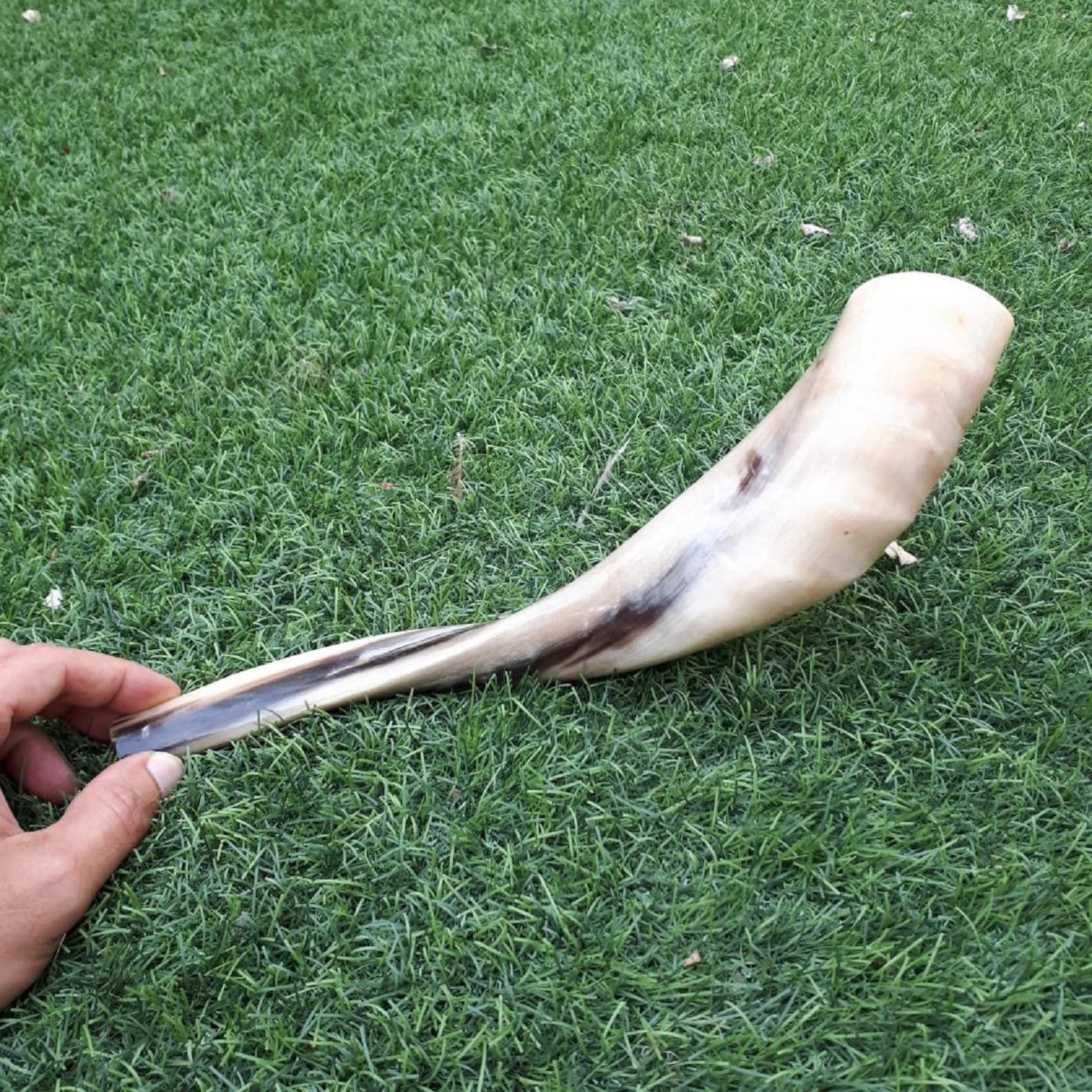 Ram Horn Shofar Trumpet From Israel Full Polished Etsy