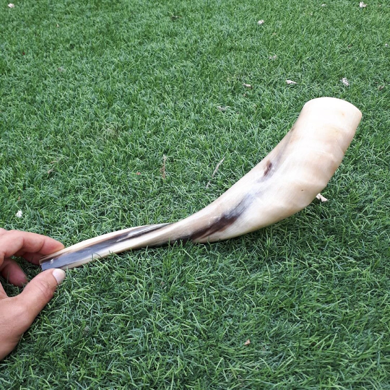 Ram Horn Shofar Trumpet From Israel Full Polished Etsy