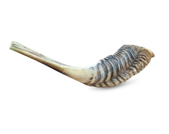 Jewish Shofar Ram Horn 10-12 Inch