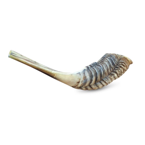 thumbnail image 2 of Authentic Ram Shofar From Israel - 10-12" Kosher Horn With Free Bag, Handmade In Holy Land 2 of 11