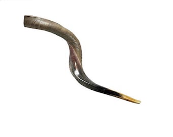 Cuerno de Shofar Kudu judío yemenita 22 - 24 pulgadas (55-60 cm)