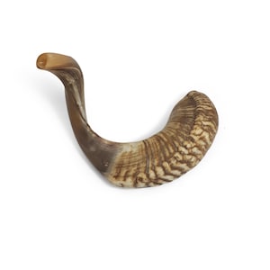 X große Widder Horn Shofar Trompete aus Israel Natural 52-55 cm, tiefer Klang
