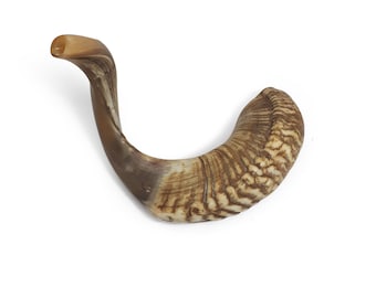 X large Ram Horn Shofar Trumpet from Israel Natural 21-22 Inch, Deep Sound