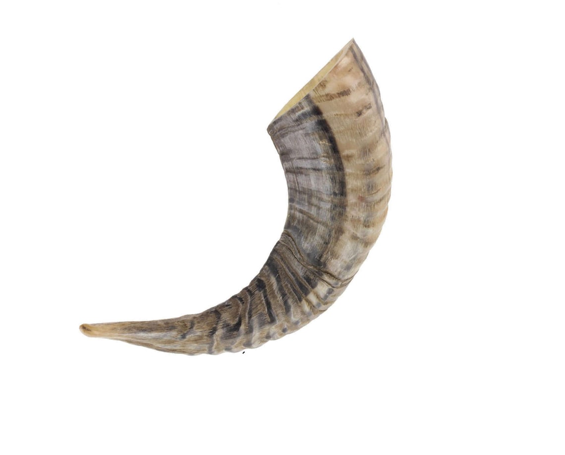 Jewish Shofar Ram Horn 1416 Inch Etsy