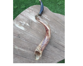 Shofar judío de cuerno de kudú, 98-103 cm (39-41 pulgadas), pulido a medias/natural