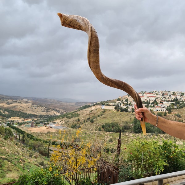 Einzigartiges riesiges seltenes Shofar Kudu Horn 52-53 Zoll, riesiges jüdisches Shofar mit großem natürlichem Klang