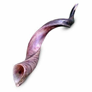 Jewish Shofar Kudu Horn 60-70 Cm (24 Inch - 28 Inch)