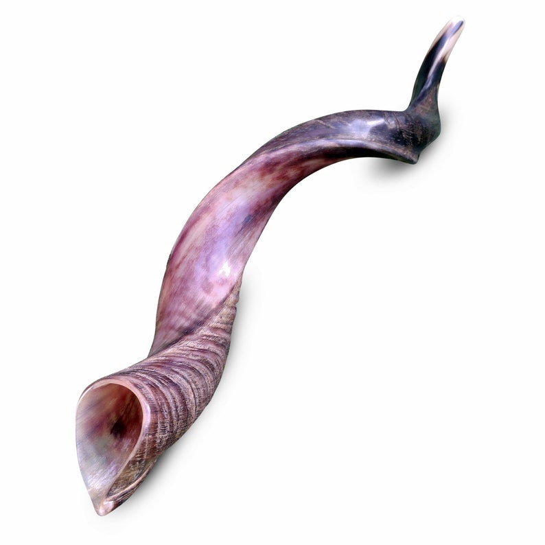 Jewish Shofar Kudu Horn 6070 Cm 24 Inch 28 Inch Etsy