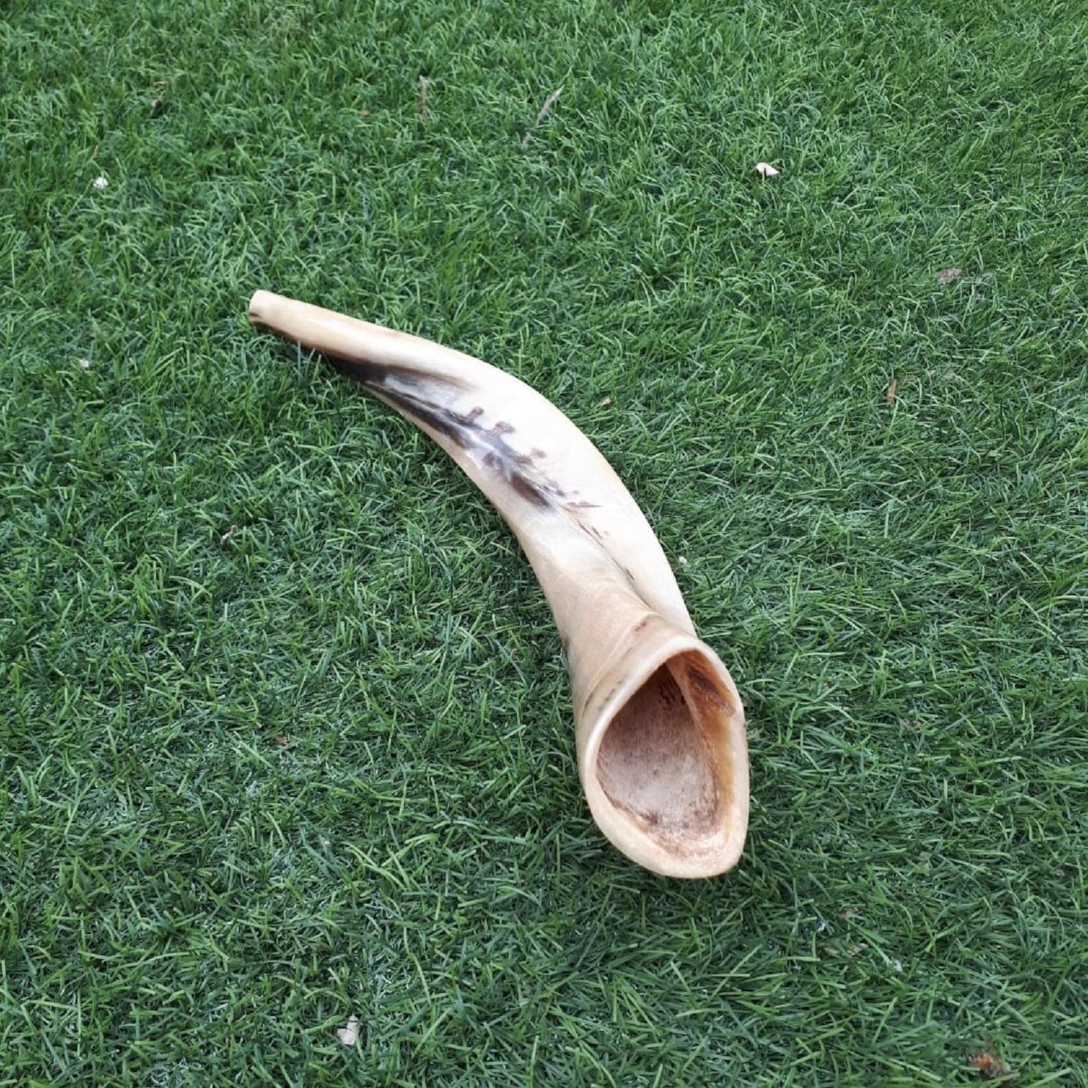 Ram Horn Shofar Trumpet From Israel Full Polished Etsy