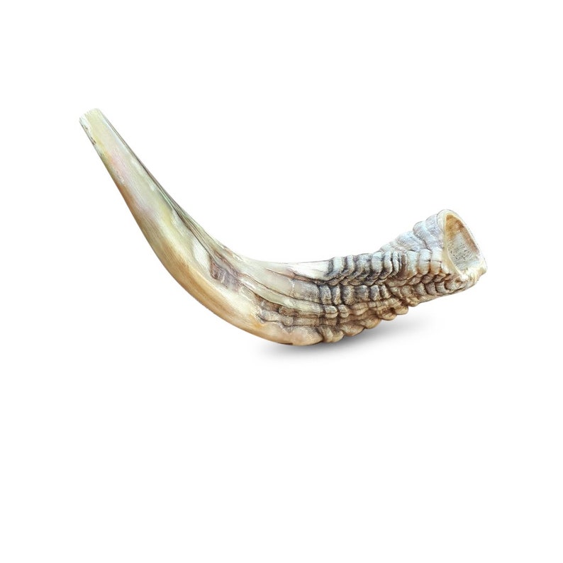Jewish Shofar Ram Horn 1416 Inch Etsy