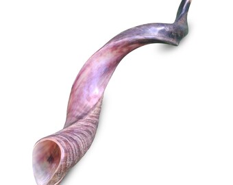 ユダヤのショファル クーズーの角笛 70～77 cm (28 インチ - 31